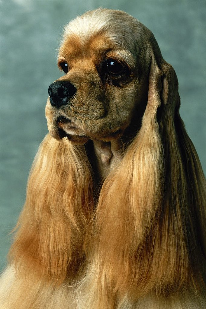 Cocker Spaniel Portrait